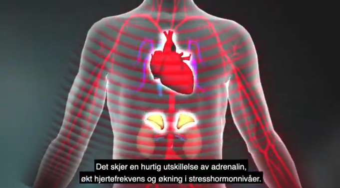 Animation of a body's cardiac system experiencing toxic stress