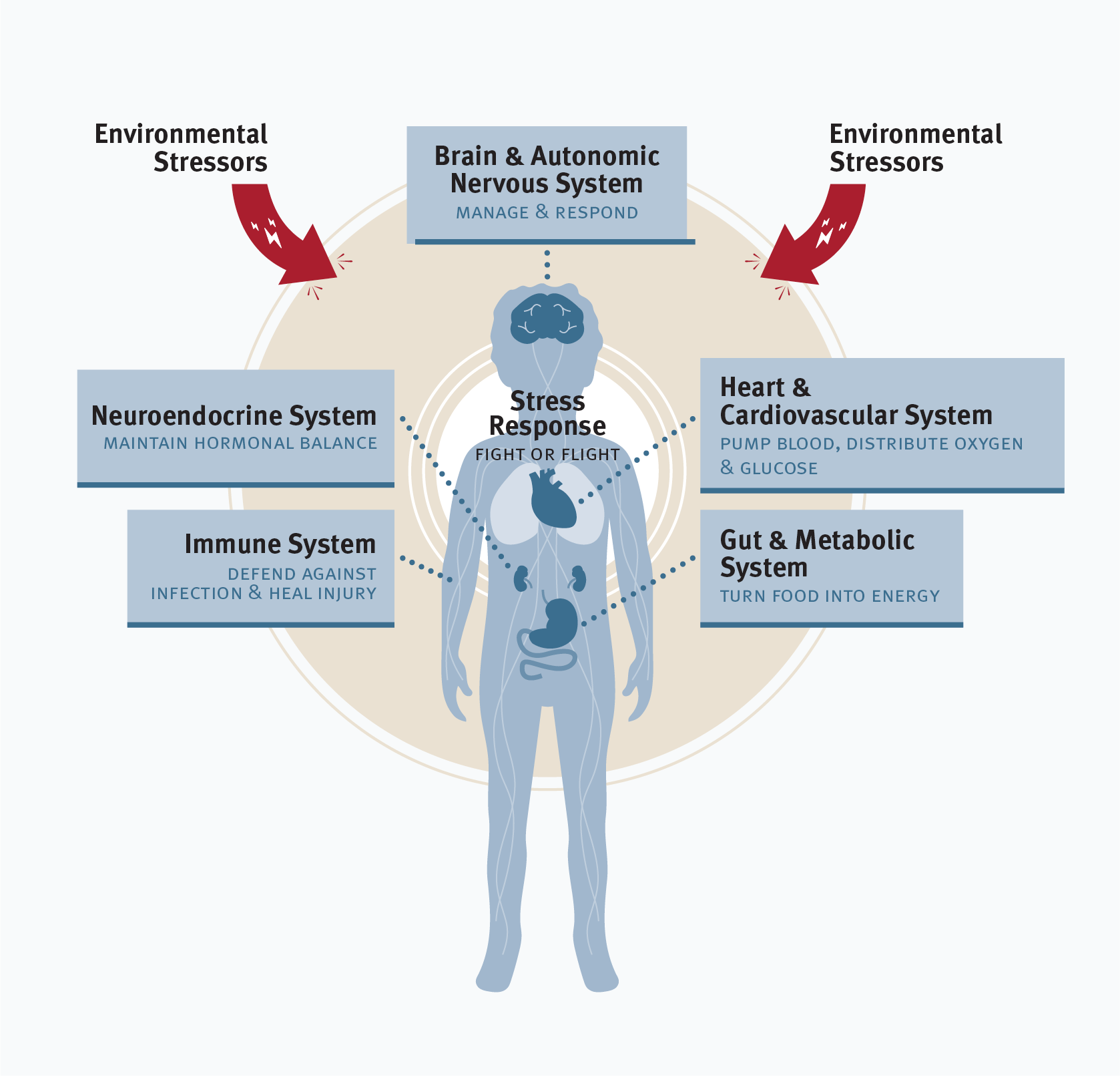 Graphic showing how environmental stressors affect the health of various systems of the body, including the immune system, which defends against infection and heals injuries; the neuroendocrine system, which maintains hormonal balance; the brain and autonomic system, which manages and responds; the heart and cardiovascular system, which pumps blood and distributes oxygen and glucose; and the gut and metabolic system, which turns food into energy. Environmental stressors trigger a stress response in the body that activates all of these systems.